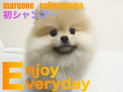 【 ポメラニアン 】濡れると・・・だれ？初シャンプーしたポメちゃん！！
