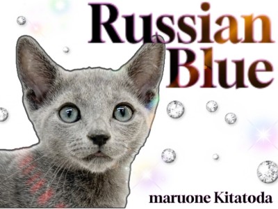 【 ロシアンブルー 】美しい群青の被毛と甘えん坊な性格を持つ理想の家族猫！