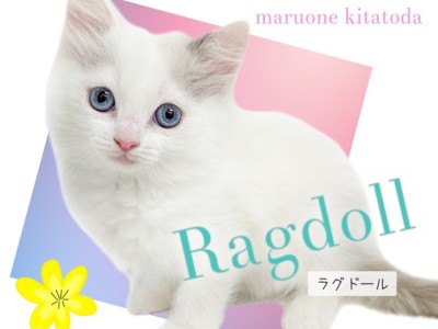 【 ラグドール 】可愛さと美しさを兼ね揃えた青い瞳を持つ美少女にゃんこ！