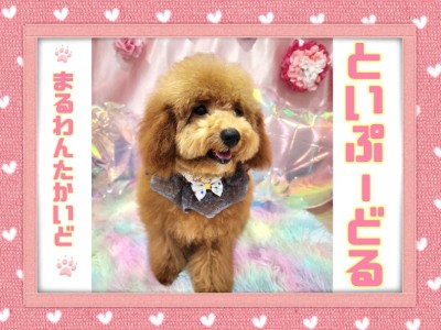 【 トイプードル 】歴代トイプー史上トップクラスの爆毛！念願のお外デビュー！