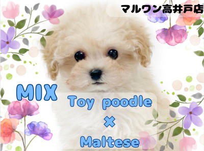 【 MIX 】穏やかなクリームカラーの天使！プーマルちゃんが東京都杉並区に降臨！