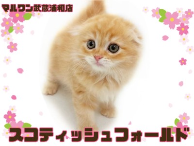 【 スコティッシュフォールド 】垂れ耳まんまるフェイスが可愛い女の子！