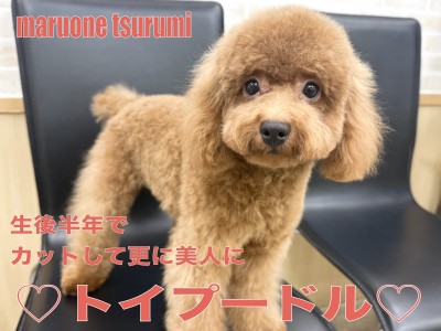 【 トイプードル 】カットして更に美人になったレッドカラーのプリンセス！！
