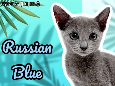 【 ロシアンブルー 】超イケメンな甘えん坊キャットが登場！人懐っこさにご注目！