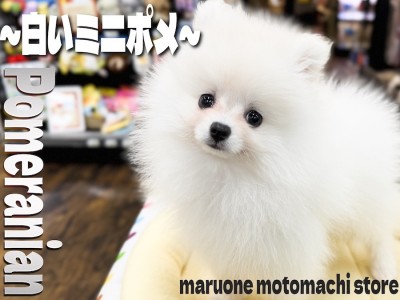 【 ポメラニアン 】生後2か月で体重1kg！小さめサイズの白系ポメの女の子！