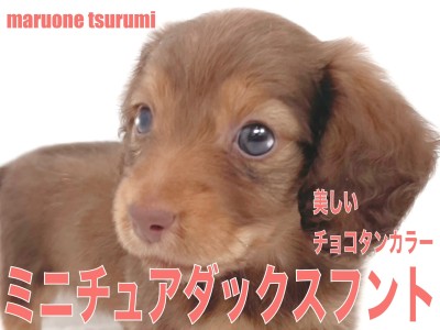 【 ミニチュア・ダックスフント 】チョコタンカラーが美しい女の子！！