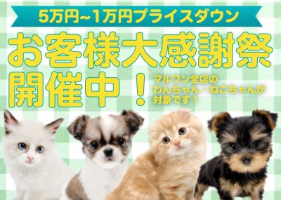 【 お客様大感謝祭 】可愛いわんにゃんをお迎えする為のプレゼント企画！