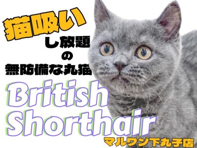 【 ブリティッシュショートヘア 】穏やか代表！無防備な男の子の2ndブログ！