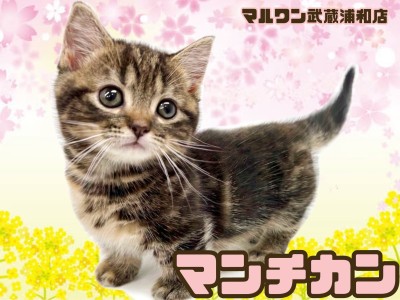 【 マンチカン 】 短毛短足の癒し系！大きな瞳が印象的なブラウンカラーの美猫