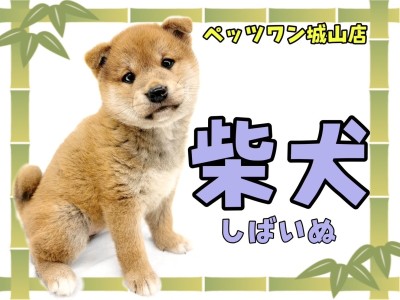 【 柴犬 】中身も外見も愛らしい！当店屈指の人気者、柴ちゃん登場
