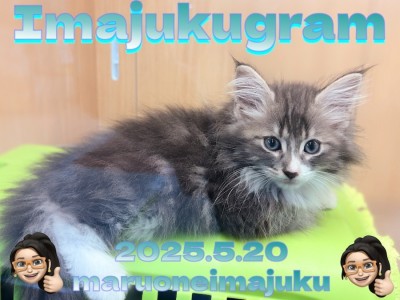 【 イマジュクグラム 】ブルータビーが美しいノルウェージャンの男の子が仲間入り！