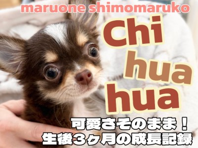 【 チワワ 】人懐っこく社交性抜群！永遠に続く幼さで愛され上手な女の子！