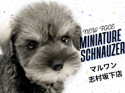 【 ミニチュア・シュナウザー 】おヒゲが魅力のわんこ！超美形なシュナくんが登場！