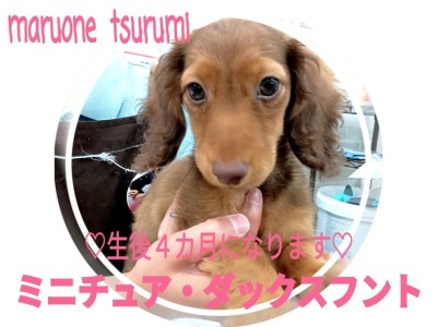 【 ミニチュア・ダックスフント 】成長記録、まっすぐな瞳に吸い込まれそうです！