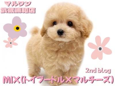 【 マルプー 】最上級に可愛いお顔のMIXが降臨！アプリコットカラーの男の子