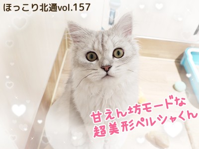 【 ほっこり北通vol.157 】甘えん坊モード全開な超美形ペルシャくん