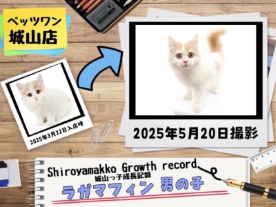 【 ラガマフィン 】城山っ子成長報告！2025年5月22日