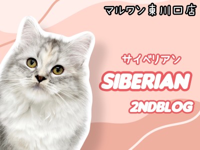 【 サイベリアン 】神秘的な被毛のサイベちゃん！生後4ヶ月を迎えて更なる美猫へ