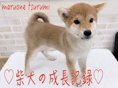 【 柴犬 】成長記録、優しいお姉さんへと成長してきています！