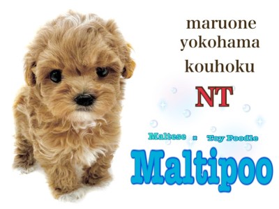 【 マルプー 】濃厚アプリコット色が魅力的な人気のミックス犬｜横浜市都筑区ペット