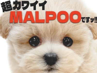 【 マルプー 】テディベアの様な顔とドワーフ体型が特徴的！初心者も必見なMIX犬