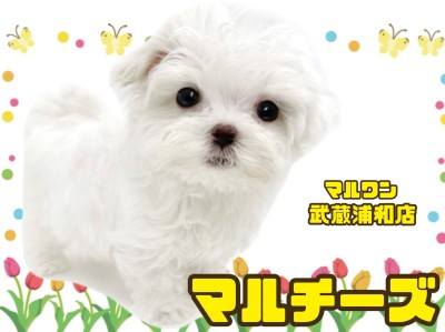 【 マルチーズ 】短いマズルとタレ目が可愛い小さめサイズの男の子が埼玉に登場