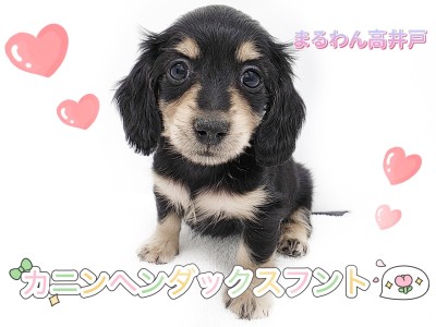 【 カニンヘンダックスフント 】ダックス最小サイズ！ラブリーな童顔をもった女の子