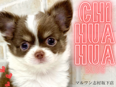 【 チワワ 】目が合った瞬間からみんなの心を鷲掴み！激かわチワワちゃんが登場！