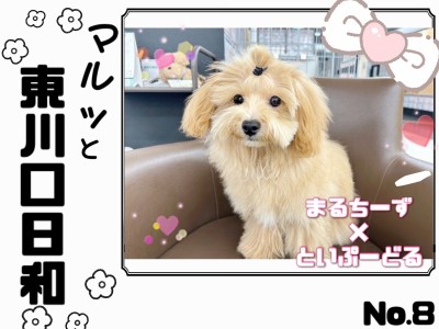 【 マルっと東川口日和No.8 】驚きの理解力！お迎えしやすいマルプーくん