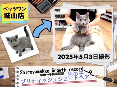 【 ブリティッシュショートヘア】 城山っ子成長報告！2025年5月3日