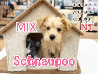 【 シュナプー 】トイプードル×ミニチュアシュナウザーの魅力満載！激レアMIX犬