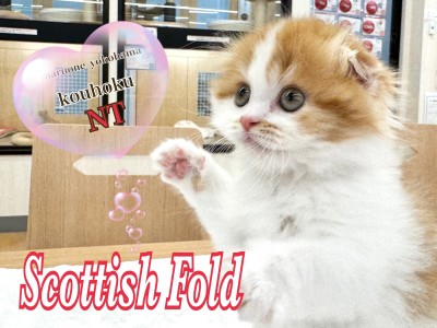 【 スコティッシュフォールド 】初心者にも育てやすい人気猫種！折れ耳スコの女の子