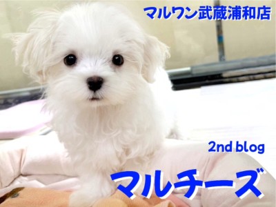 【 マルチーズ 】涙やけのない美白男子！天真爛漫な白い天使が埼玉に舞い降りた