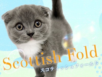 【 スコティッシュフォールド 】希少な垂れ耳！特別感満載の美しき群青キャット！