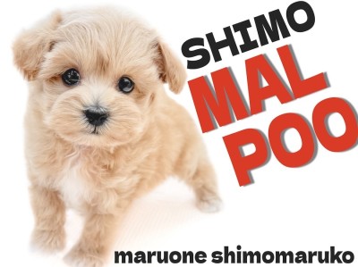 【 マルプー 】理想の子犬！可愛さと飼いやすさを兼ね備えた女の子が東京都大田区に