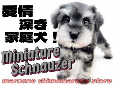 【 ミニチュアシュナウザー 】特技は真っ直ぐなアイコンタクト！心を寄せる相棒犬