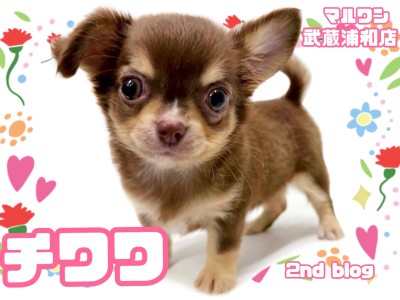 【 チワワ 】チョコレートタンの人気色！人懐っこくてお利口さんな女の子！