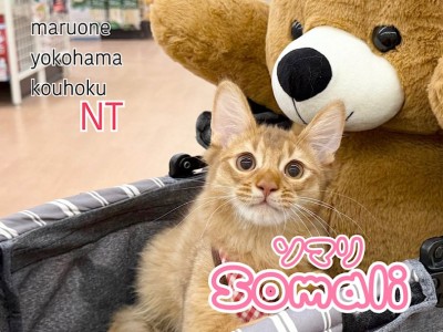 【 ソマリ 】生後4ヶ月の成長記録 | 横浜港北でソマリ子猫をお探しならこの子！