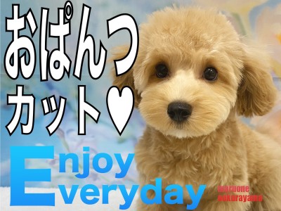 【 MIX 】全身カットで可愛いおぱんつスタイルに大変身したマルプーちゃん！
