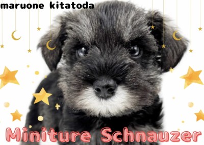 【 ミニチュアシュナウザー 】脅威の可愛さ！洗練された魅力の家庭犬が北戸田に登場