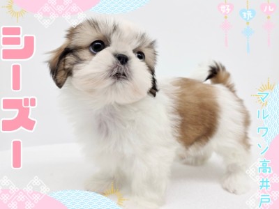【 シーズー 】愛嬌たっぷりな癒し犬代表！鼻ペチャ界のアイドルドッグ登場！