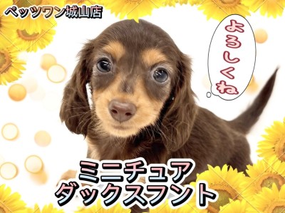 【 ミニチュアダックスフント 】とっても小さな激甘えん坊ちゃんの来店です。