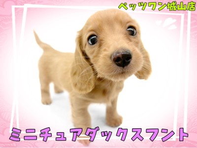 【 ミニチュアダックスフント 】魅力がいっぱい！おっとり癒し系女子
