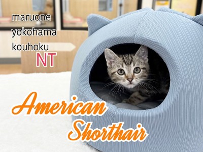 【 アメリカンショートヘア 】魅力溢れる不動の人気猫種アメショの男の子