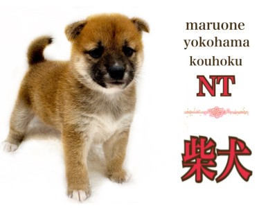 【 柴犬 】ムッチリ触り心地がたまらない！マシュマロボディのヤマトナデシコ