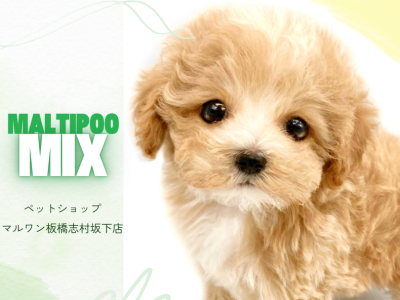 【 マルプー 】MIX犬代表！お顔から性格まで完璧なマルプーくんがやってきた！