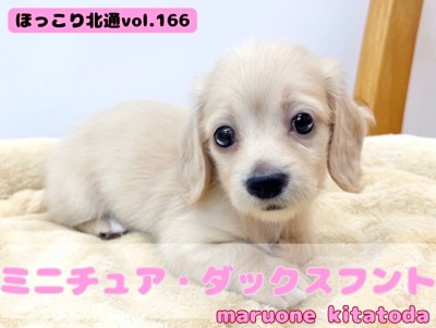 【 ほっこり北通vol.166 】北戸田店にドクターイエロー登場！？注目人気犬種