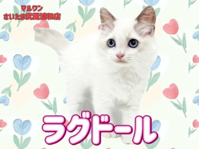 【 ラグドール 】ブルーの瞳とホワイトの被毛が美しいゴージャスレディが埼玉に登場