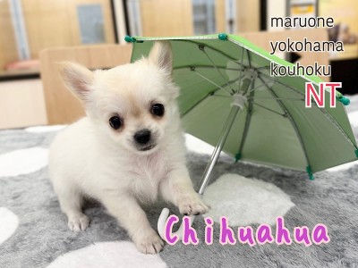 【 チワワ 】抱き心地抜群、むっちりボディのチワワちゃんが仲間入り！