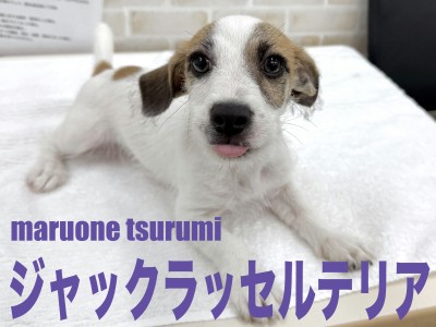 【 ジャックラッセルテリア 】2NDブログ、愛嬌たっぷりな男の子！